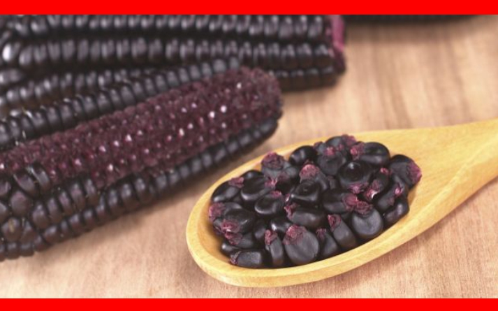 antocIanInas1